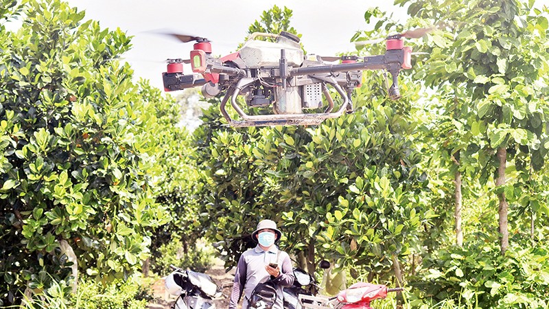 Фермеры используют дрон для распыления пестицидов в садах в общине Митханьбак уезда Кайлэй провинции Тиенжанг. 