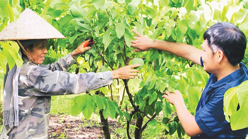 Фермеры в селении Леть общины Коной уезда Майшон ухаживают за сахарными яблоками органическим способом.