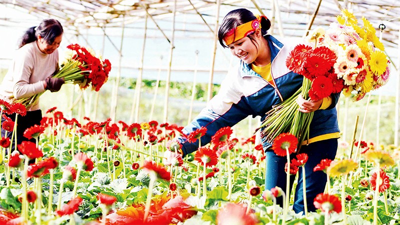 Высокотехнологичное производство цветов в городе Далат (провинция Ламдонг).