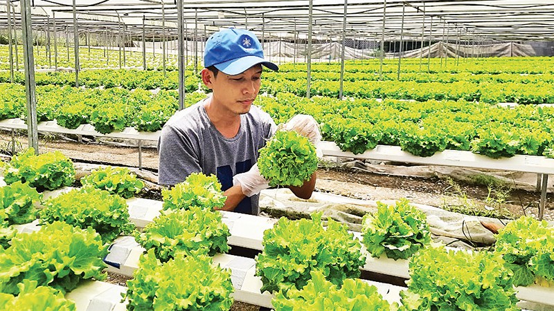 Фермеры уезда Кути (город Хошимин) применяют высокие технологии в выращивании овощей. Фото: Кхань Чинь 