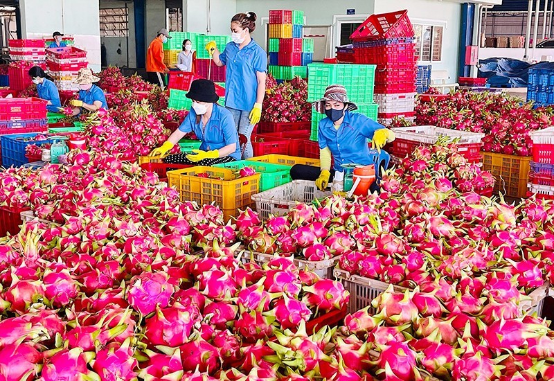 Обработка питайи на экспорт в Биньтхуане. Фото: Кьеу Ханг