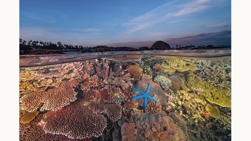 Снимок «Коралловый сад Хонйен». Фото: Нгуен Нгок Тхиен