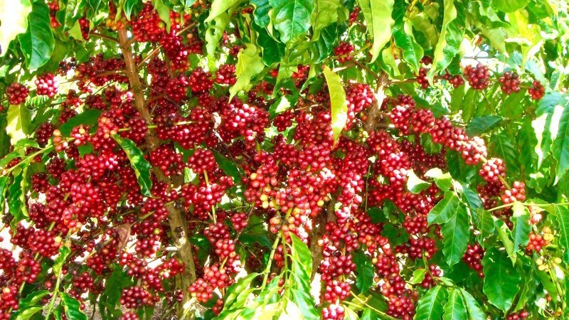 Кофе является одним из основных экспортных сельскохозяйственных продуктов Вьетнама. Фото: IDH