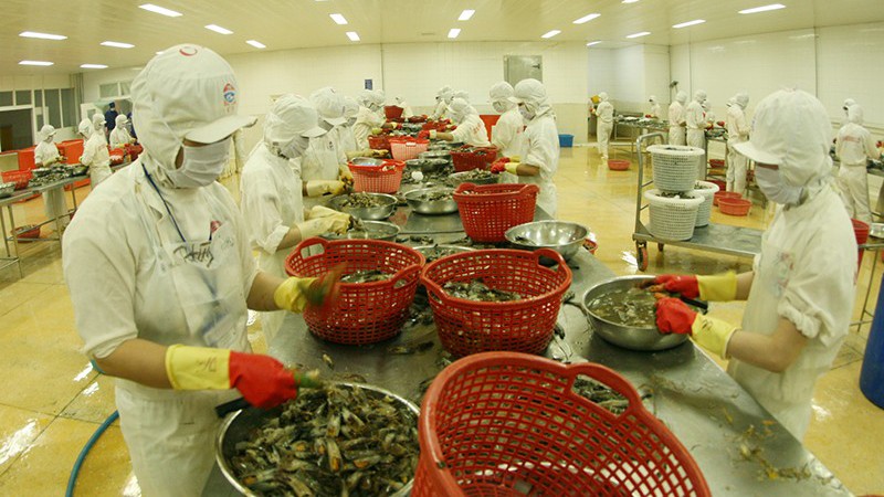 Переработка экспортной рыбной продукции в АО по переработке рыбной продукции Киенкыонг в провинции Киенжанг. Фото: Чан Туан