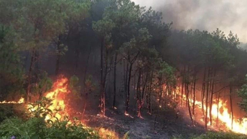 Лесной пожар в провинции Нгеан, 30 апреля 2024 года. Фото: VGP