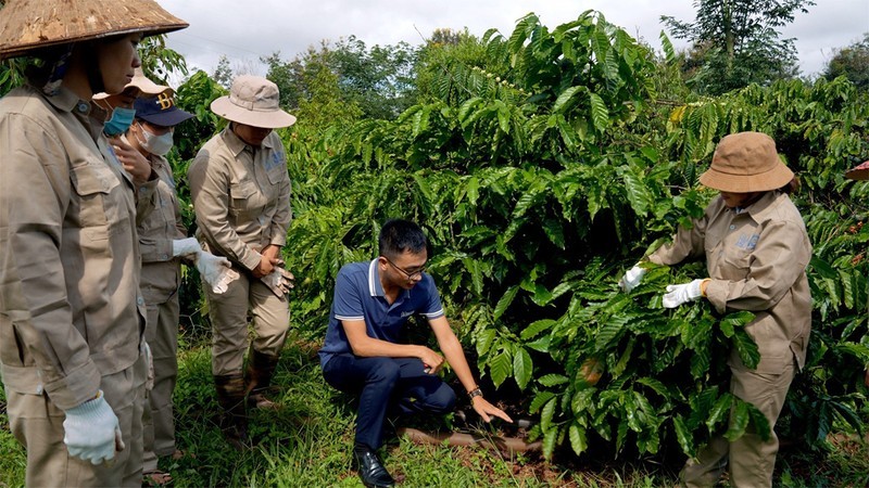 Инструкции по уходу за кофейными деревьями на территории выращивания компании «Simexco Daklak». Фото: Минь Тху