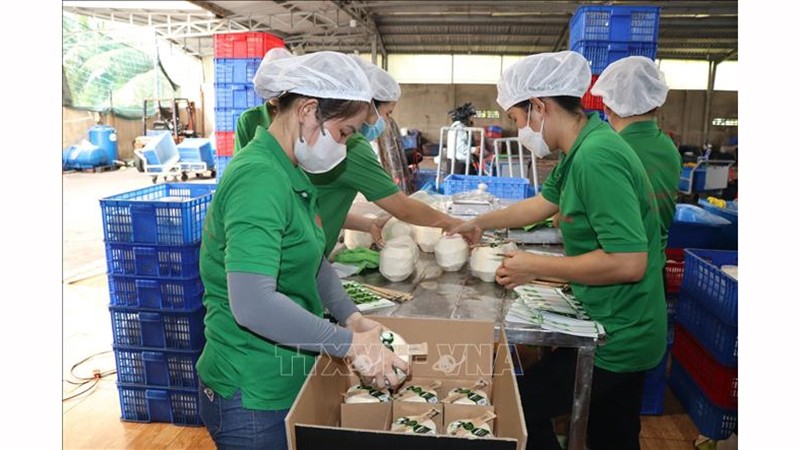 Упаковка экспортных свежих кокосов в ООО «Mekong Fruit» в общине Хыудинь уезда Тяутхань провинции Бенче. Фото: ВИА