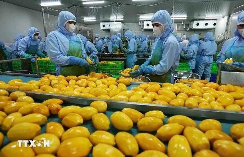 Обработка продуктов из манго для экспорта на фабрике АО «Фрукты и овощи Анжанг» в провинции Ламдонг. Фото: ВИA