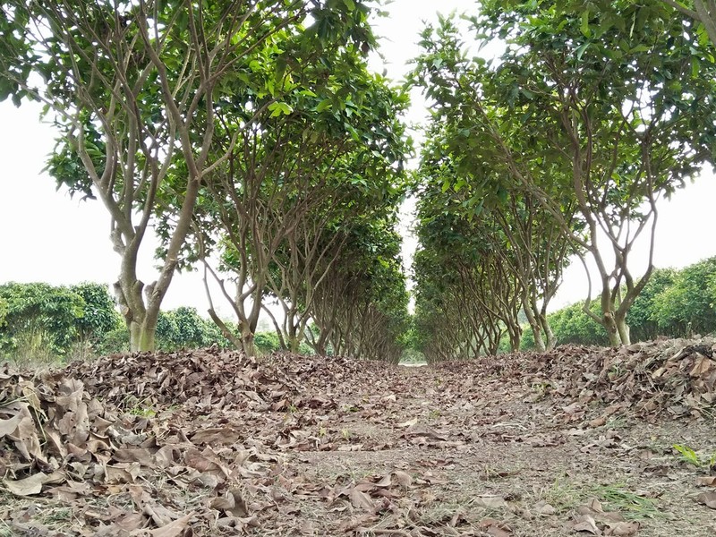 Фруктовый сад – также одно из интересных экскурсионных мест. Фото: thamhiemmekong.com