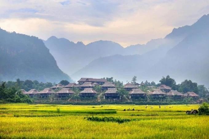 Золотое рисовое поле в уезде Майтяу провинции Хоабинь. Фото: Mai Chau Ecolodge