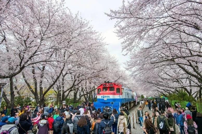 Фестиваль цветения сакуры в Республике Корея. Фото: KTO