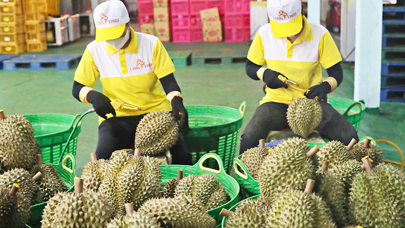 Экспорт дуриана – яркая точка на картине экспорта сельских продуктов. 