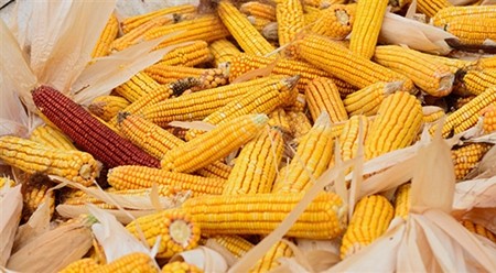 Иллюстрация. Фото: vn.sputniknews.com