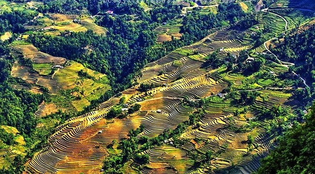 Рисовые террасы в Хоангшуфи. Фото: vietq.vn