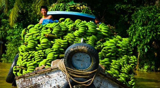 Круглогодичный умеренный климат создает благоприятные условия для развития плодородных районов в дельте Меконга. Фото: timeoutvietnam.com
