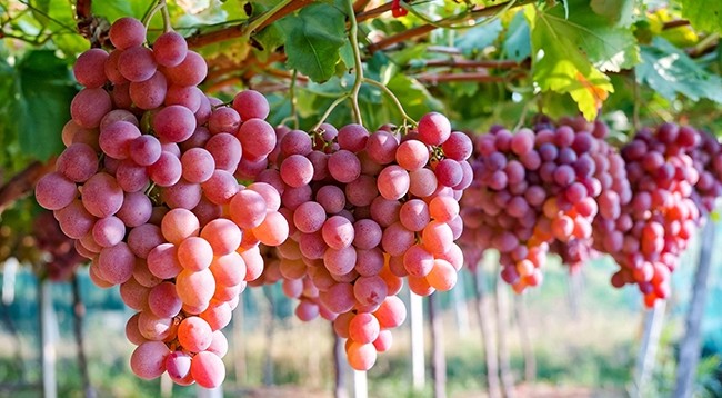 Вьетнам в настоящее время является 7-м крупнейшим импортером свежего австралийского винограда. Фото: Посольство Австралии во Вьетнаме