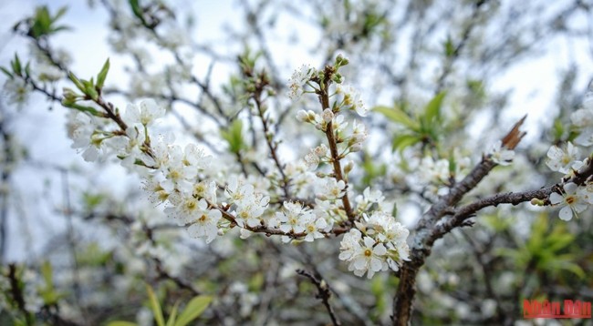 Сливовые деревья покрываются белыми цветами. Фото: Слава Динь 