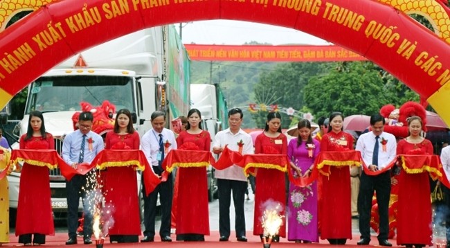Делегаты разрезают ленту в знак начала экспорта лонган провинции Шонла. Фото: Дык Туан