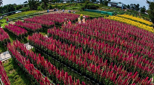 В Шадеке сформированы цветочные деревни, которые круглый год утопают в зелени и красивых ароматных цветах. Фото: news.zing.vn