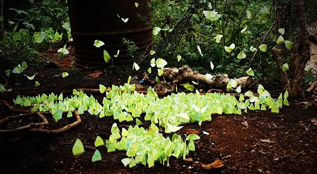 Местные жители Тэйнгуена называют этот период сезоном зеленых бабочек.