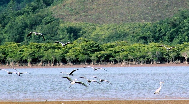 Лучшее время для посещения мангровых лесов Донгруй – с марта, апреля по июль, август по лунному календарю. Фото: dulichdongrui.vn