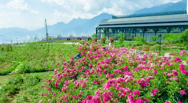 Долина роз имеет площадь около 50 000 квадратных метров. Фото: tintuc.vn