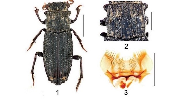 Вид жуков Rhyparus vietnamicus Ochi, Kusui, Pham, 2018. Фото: vast.ac.vn