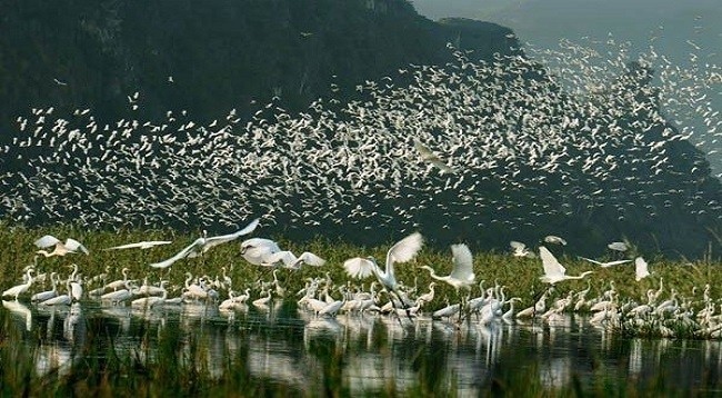 Природный заповедник Ванлонг провинции Ниньбинь был призан Рамсарским водно-болотным угодьем. Фото: tienphong.vn