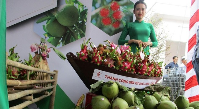 Один контейнер свежего кокоса и одна партия драконьих фруктов экспортируются на европейский рынок. Фото: nld.com.vn