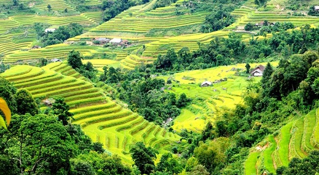 Террасные поля олицетворяют собой сочетание природной красоты, вьетнамской культуры и труда местных жителей. Фото: dangcongsan.vn