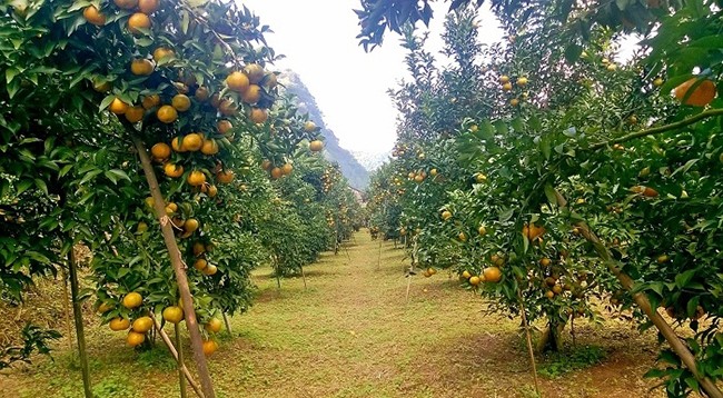Мандариновый сад со спелыми фруктами. Фото: tinhdoan.caobang.gov.vn