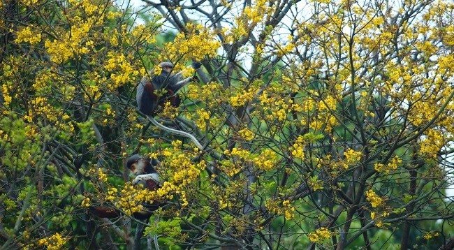 Немейские тонкотелы среди желтых огненных цветов на полуострове Шонча