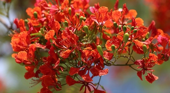 Огненные цветы имеют ярко-красный цвет.