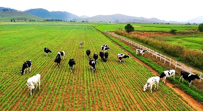 Проект комплекса коровьей фермы, инвестированного Vinamilk на плато Сиангкхуанг (Лаос).
