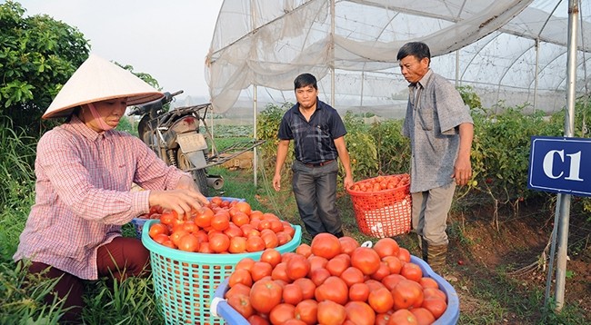 Фермеры кооператива «Чистые овощи Тюкшон» (Ханой) собирают помидоры. Фото: Куанг Ань
