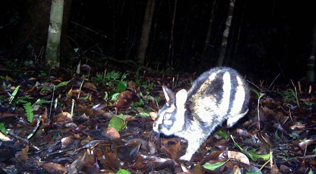Фотографии аннамского полосатого кролика, сделанные с помощью фотоловушки. Источник: Национальный парк Бидуп-Нуйба