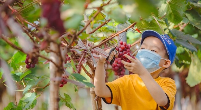 Сбор урожая винограда летом привлекает туристов. Фото: vietnamplus.vn