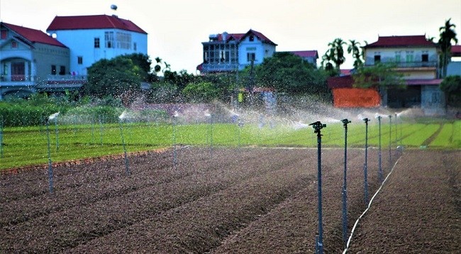 Система автоматического полива позволяет сделать уход за овощами простым и более качественным. Фото: baodautu.vn