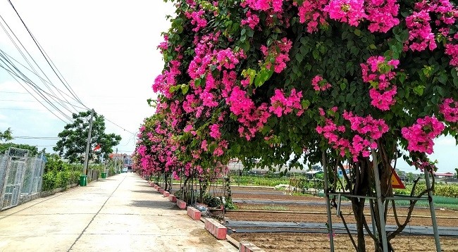 Деревня по выращиванию декоративных растений Хонгван находится примерно в 18 км от центра Ханоя. Фото: thuongtin.hanoi.gov.vn
