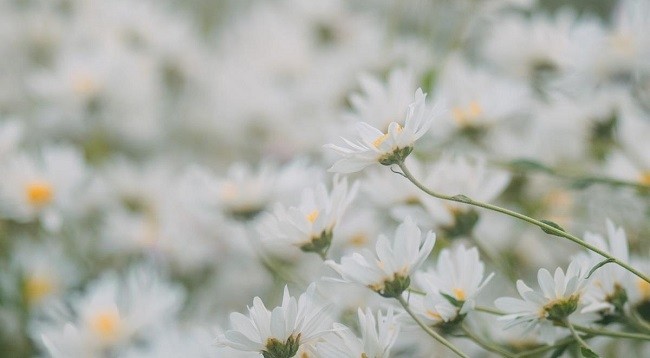 Нивяник – тонкий нежный белый цветок, который приносит чистую красоту Ханою в начале зимы. Фото: Минь Зюи 