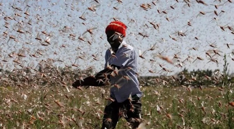 Восточная Африка подверглась катастрофическому нашествию саранчи. Фото: Рейтер