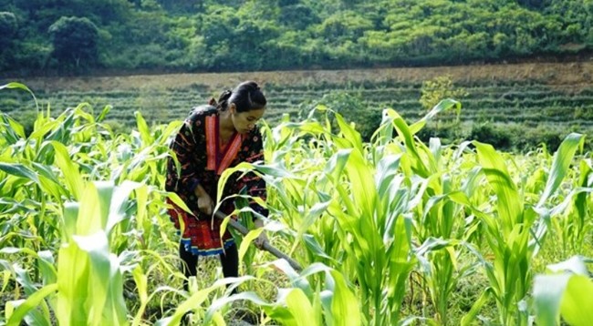 Кукурузу выращивают в провинции Дьенбьен. Иллюстрация: VNA
