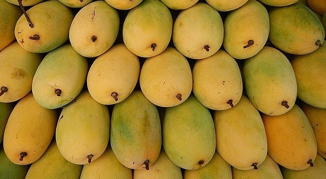 Вьетнам занимает 13-е место в мире по производительности манго. Фото: congthuong.vn