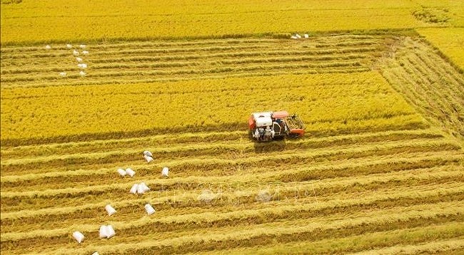 Сбор урожая риса в уезде Витхюи провинции Хаужанг. Фото: VNA