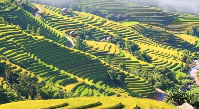 Террасные рисовые поля в провинции Хажанг