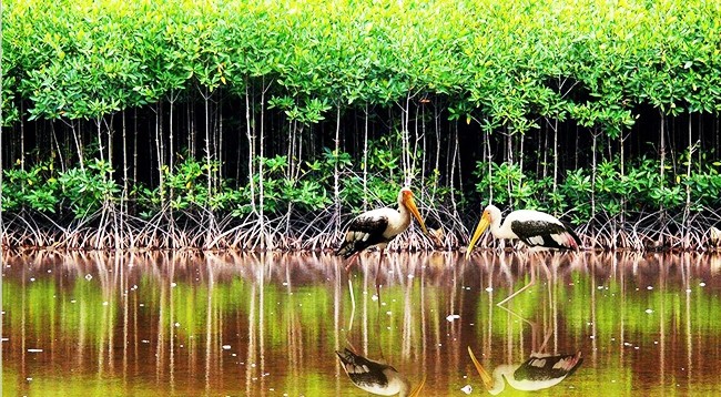 Заповедный лес Уминьха провинции Камау. Фото: mytour.vn