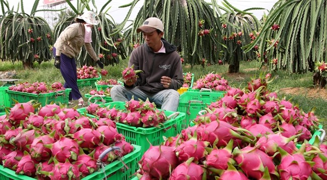 Питайя является одним из самых популярных свежих тропических фруктов, экспортируемых из Вьетнама. Фото: nongnghiep.vn