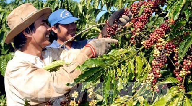 Основными товарами экспорта Вьетнама в Алжир являются кофе, телефоны и комплектующие. Фото: VNA