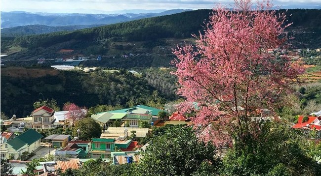 Сезон тайской сакуры уже стал символом города цветов Далат. Фото: laodong.vn